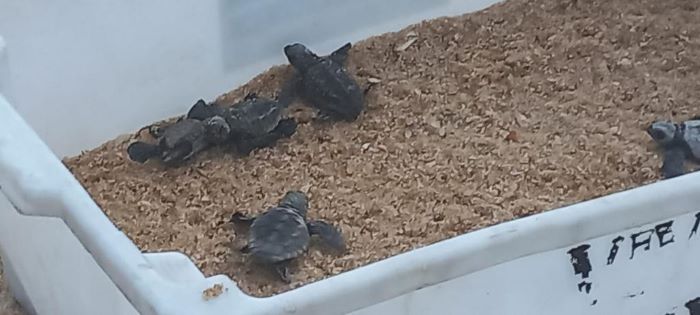 Mais de 70 filhotes de tartarugas nascem na Praia Virgem, em Rio das Ostras
