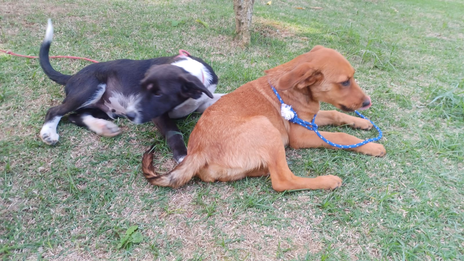 Feira de Adoção Animal acontece nesta terça em Rio das Ostras