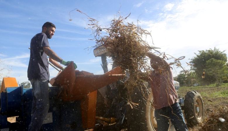 Produtores de Rio das Ostras já estão colhendo safra de feijão