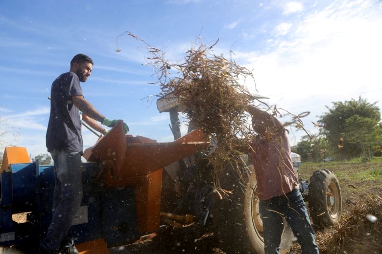 Produtores de Rio das Ostras já estão colhendo safra de feijão