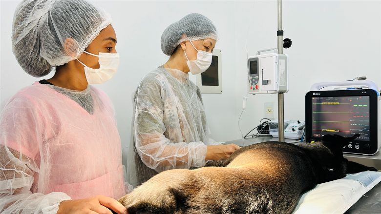 Programa de Saúde Animal reforça atendimento clínico para cães e gatos em Rio das Ostras