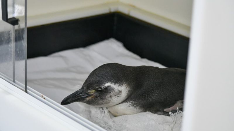 Pinguim é resgatado com vida em Rio das Ostras