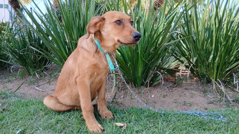 Prefeitura de Rio das Ostras promove Feira de Adoção Animal na próxima quarta, 10