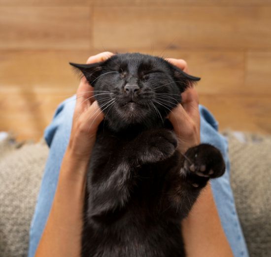 Rio das Ostras promove Campanha de combate à Esporotricose