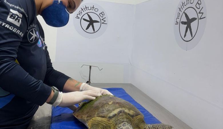 Tartaruga-verde é resgatada em Rio das Ostras