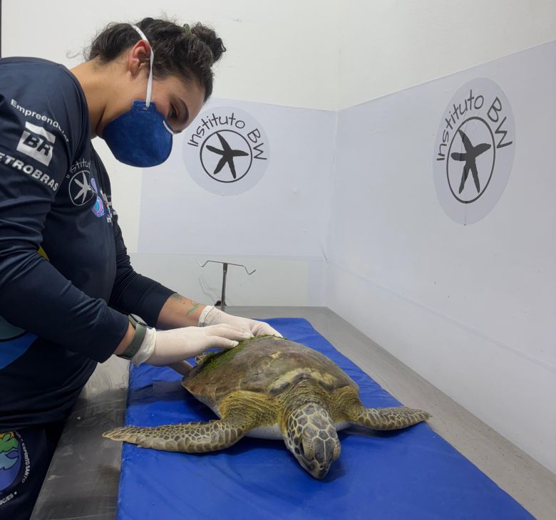 Tartaruga-verde é resgatada em Rio das Ostras