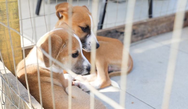 Rio das Ostras promove nova edição da Feira de Adoção Animal