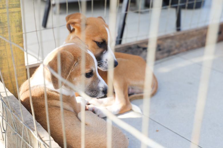 Rio das Ostras promove nova edição da Feira de Adoção Animal