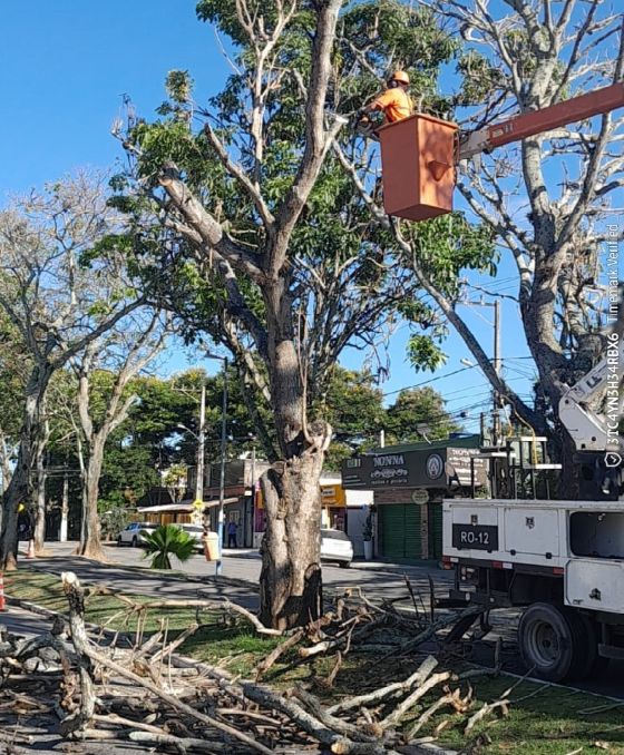 Prefeitura de Rio das Ostras faz retirada preventiva de árvores com risco de queda