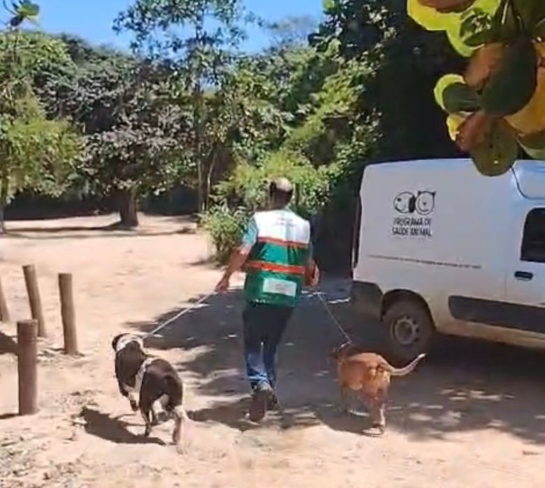 Programa de Saúde Animal resgata dois cães abandonados na Praia da Joana