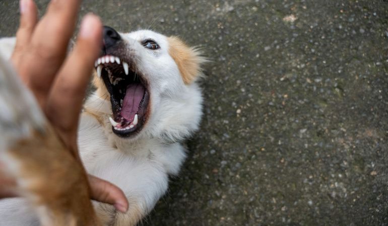 Vigilância orienta sobre prevenção à raiva humana após ataque ou acidente com animais