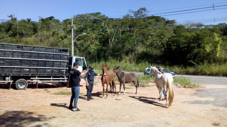 Rio das Ostras reforça serviço de recolhimento de animais de grande porte nas rodovias