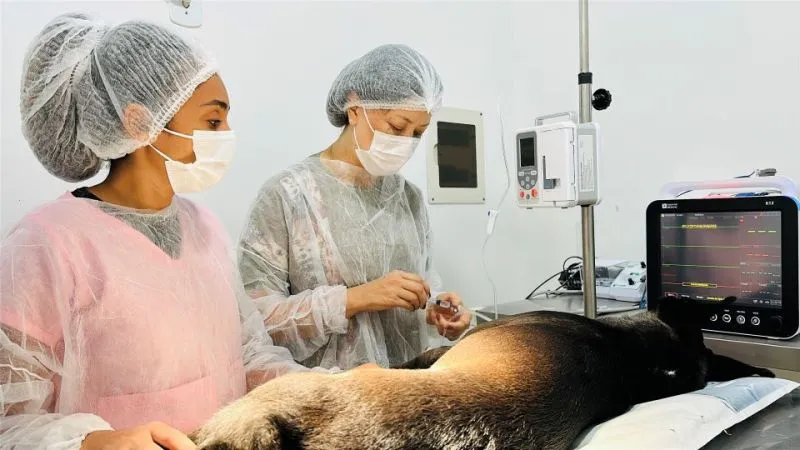 Programa de Saúde Animal cuida de cães e gatos resgatados em Rio das Ostras
