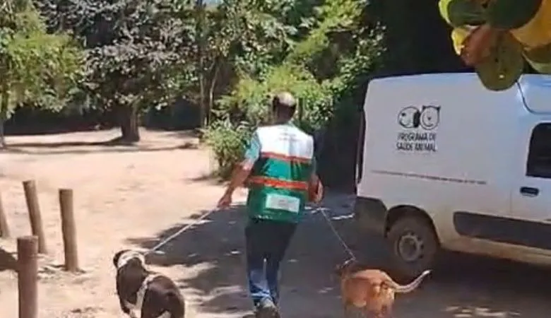 Programa de Saúde Animal resgata dois cães abandonados na Praia da Joana